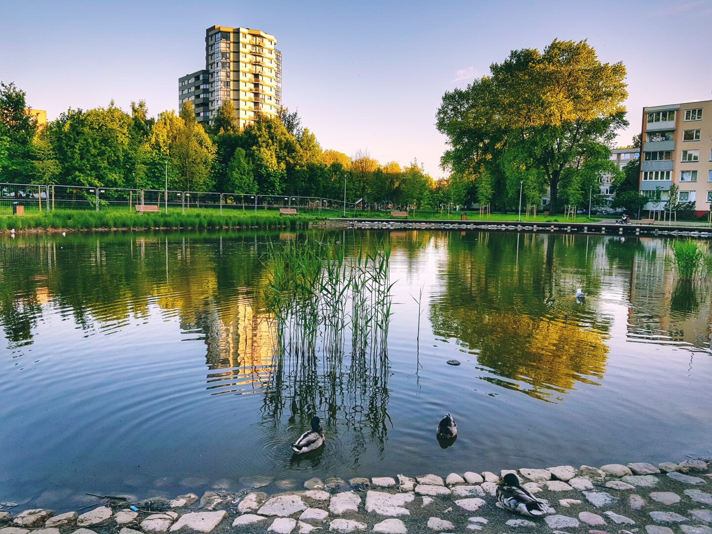 2 kambarių buto nuoma Klaipėdoje, Renovuotas namas, Be tarpininkų