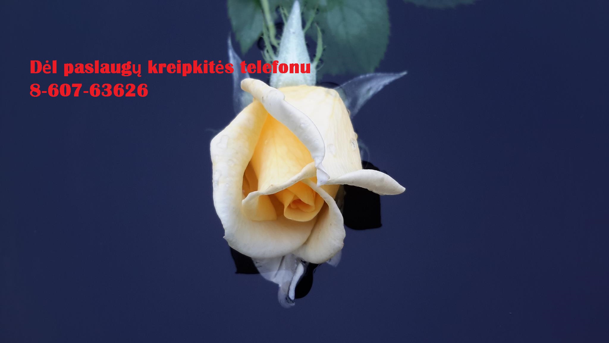 Studentams ir doktorantams +37060763626