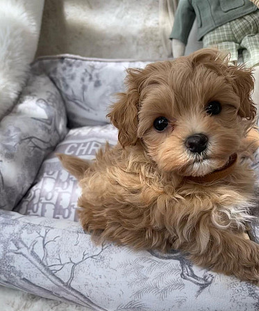 Puikiai prižiūrimi Maltipoo šuniukai